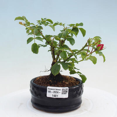 Vonkajší bonsai - Rosa sp. - malokvetá ruža - 1