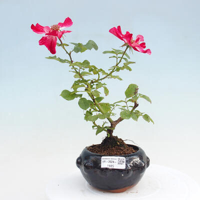 Vonkajší bonsai - Rosa sp. - malokvetá ruža - 1