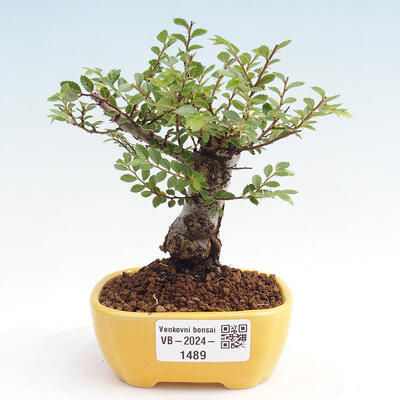 Vonkajšie bonsai - Zelkova - Zelkova NIRE - 1