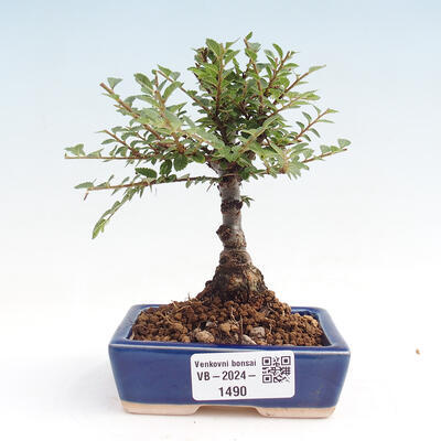 Vonkajšie bonsai - Zelkova - Zelkova NIRE - 1