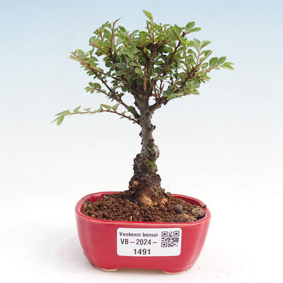 Vonkajšie bonsai - Zelkova - Zelkova NIRE - 1