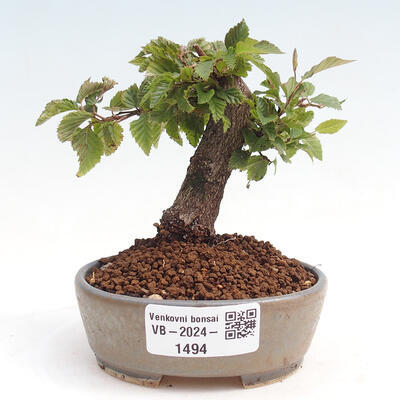 Vonkajší bonsai -Carpinus CARPINOIDES - Hrab kórejský - 1