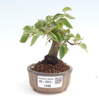 Vonkajší bonsai -Carpinus CARPINOIDES - Hrab kórejský - 1