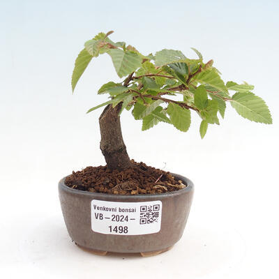 Vonkajší bonsai -Carpinus CARPINOIDES - Hrab kórejský - 1