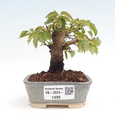 Vonkajší bonsai -Carpinus CARPINOIDES - Hrab kórejský - 1