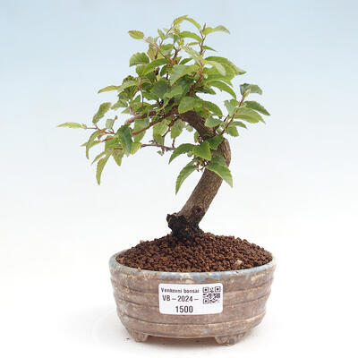 Vonkajší bonsai -Carpinus CARPINOIDES - Hrab kórejský - 1