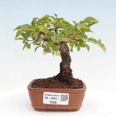 Vonkajší bonsai -Carpinus CARPINOIDES - Hrab kórejský - 1