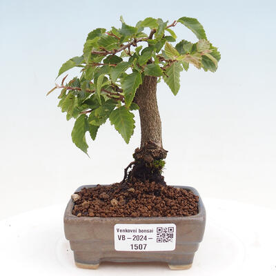 Vonkajší bonsai -Carpinus CARPINOIDES - Hrab kórejský - 1