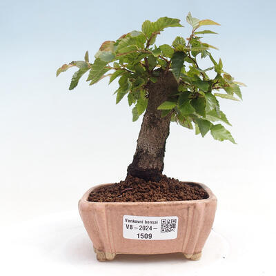 Vonkajší bonsai -Carpinus CARPINOIDES - Hrab kórejský - 1