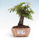 Vonkajší bonsai -Carpinus CARPINOIDES - Hrab kórejský - 1/4