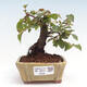 Vonkajší bonsai -Carpinus CARPINOIDES - Hrab kórejský - 1/4