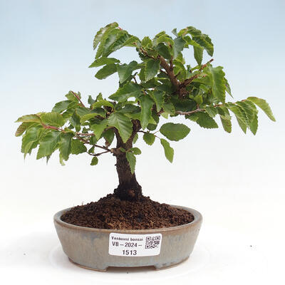 Vonkajší bonsai -Carpinus CARPINOIDES - Hrab kórejský - 1