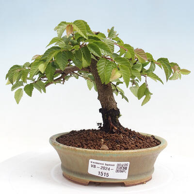 Vonkajší bonsai -Carpinus CARPINOIDES - Hrab kórejský - 1