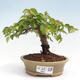 Vonkajší bonsai -Carpinus CARPINOIDES - Hrab kórejský - 1/4