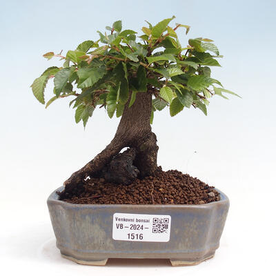 Vonkajší bonsai -Carpinus CARPINOIDES - Hrab kórejský - 1