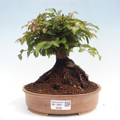 Vonkajší bonsai -Carpinus CARPINOIDES - Hrab kórejský - 1