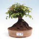 Vonkajší bonsai -Carpinus CARPINOIDES - Hrab kórejský - 1/4