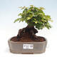 Vonkajší bonsai -Carpinus CARPINOIDES - Hrab kórejský - 1/4