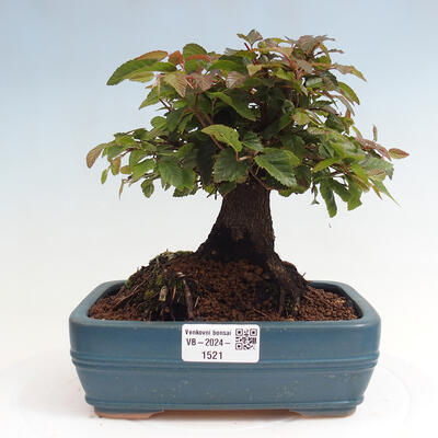 Vonkajší bonsai -Carpinus CARPINOIDES - Hrab kórejský - 1