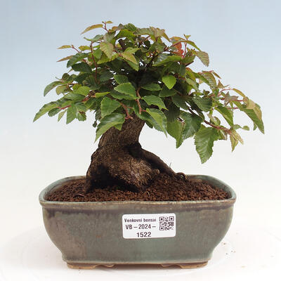 Vonkajší bonsai -Carpinus CARPINOIDES - Hrab kórejský - 1