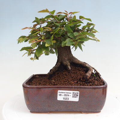 Vonkajší bonsai -Carpinus CARPINOIDES - Hrab kórejský - 1