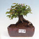 Vonkajší bonsai -Carpinus CARPINOIDES - Hrab kórejský - 1/4