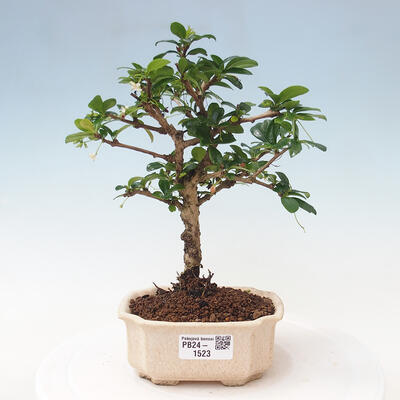 Izbová bonsai - Carmona macrophylla - Čaj fuki - 1