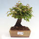 Vonkajší bonsai -Carpinus CARPINOIDES - Hrab kórejský - 1/4