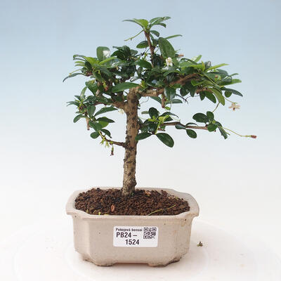 Izbová bonsai - Carmona macrophylla - Čaj fuki - 1