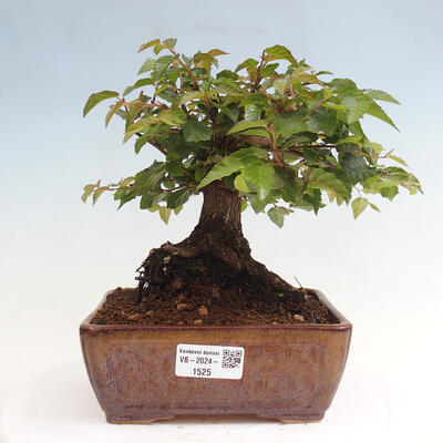 Vonkajší bonsai -Carpinus CARPINOIDES - Hrab kórejský - 1