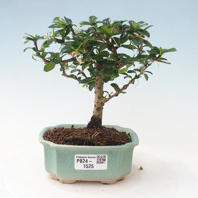 Izbová bonsai - Carmona macrophylla - Čaj fuki - 1