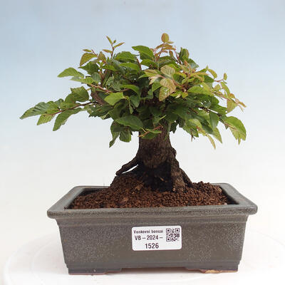 Vonkajší bonsai -Carpinus CARPINOIDES - Hrab kórejský - 1