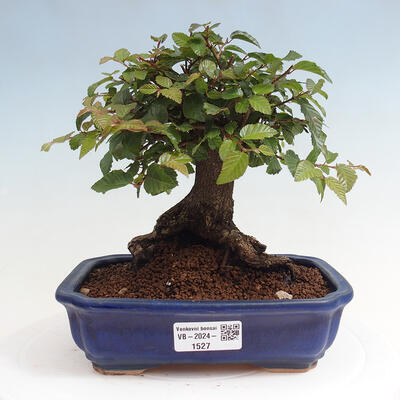 Vonkajší bonsai -Carpinus CARPINOIDES - Hrab kórejský - 1