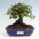 Vonkajší bonsai -Carpinus CARPINOIDES - Hrab kórejský - 1/4