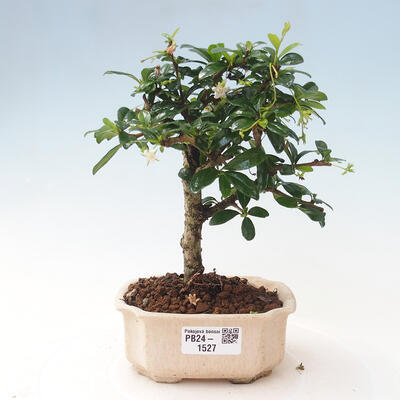 Izbová bonsai - Carmona macrophylla - Čaj fuki - 1