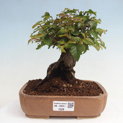 Vonkajší bonsai -Carpinus CARPINOIDES - Hrab kórejský - 1