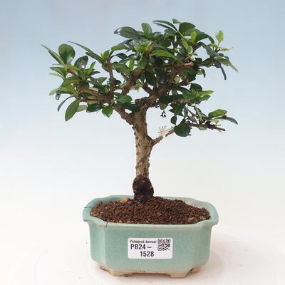 Izbová bonsai - Carmona macrophylla - Čaj fuki - 1