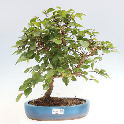 Vonkajší bonsai -Carpinus CARPINOIDES - Hrab kórejský - 1