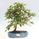 Vonkajší bonsai -Carpinus CARPINOIDES - Hrab kórejský - 1/4