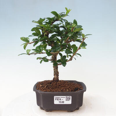 Izbová bonsai - Carmona macrophylla - Čaj fuki - 1