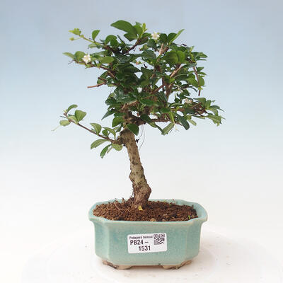 Izbová bonsai - Carmona macrophylla - Čaj fuki - 1