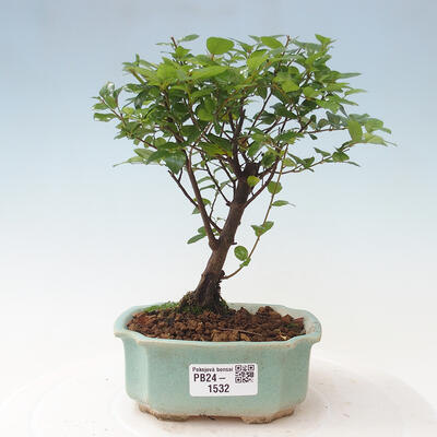 Izbová bonsai - Sagerécie thea - Sagerécie thea - 1