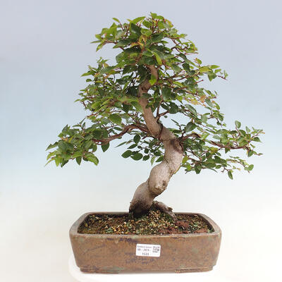 Vonkajší bonsai -Carpinus CARPINOIDES - Hrab kórejský - 1