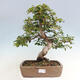 Vonkajší bonsai -Carpinus CARPINOIDES - Hrab kórejský - 1/4