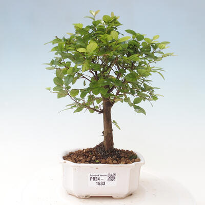 Izbová bonsai - Sagerécie thea - Sagerécie thea - 1