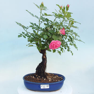 Vonkajší bonsai - Rosa sp. - malokvetá ruža - 1