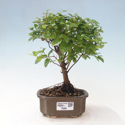 Izbová bonsai - Sagerécie thea - Sagerécie thea - 1