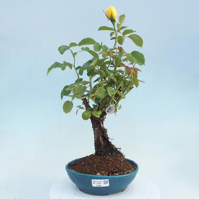 Vonkajší bonsai - Rosa sp. - malokvetá ruža - 1