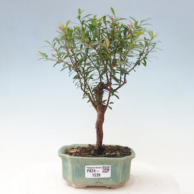 Izbová bonsai - Syzygium - pimentovníka - 1