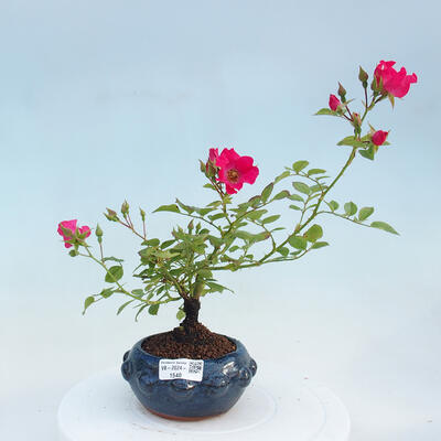 Vonkajší bonsai - Rosa sp. - malokvetá ruža - 1